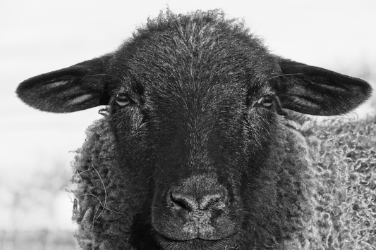 The Black Sheep: Agents of Family Liberation